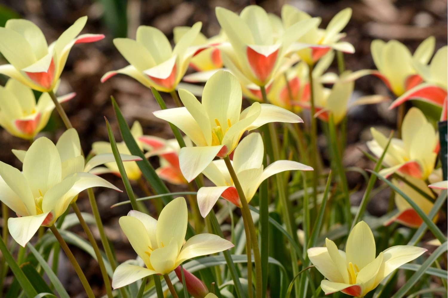 Botaaninen tulppaani 'Clusiana Tinka'